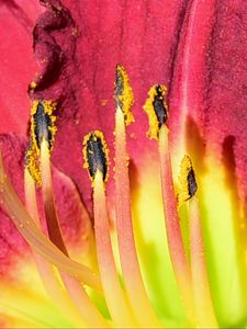 Preview wallpaper pollen, lily, macro, flower