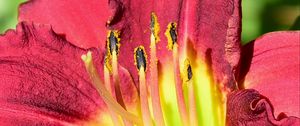 Preview wallpaper pollen, lily, macro, flower