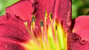 Preview wallpaper pollen, lily, macro, flower