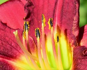 Preview wallpaper pollen, lily, macro, flower