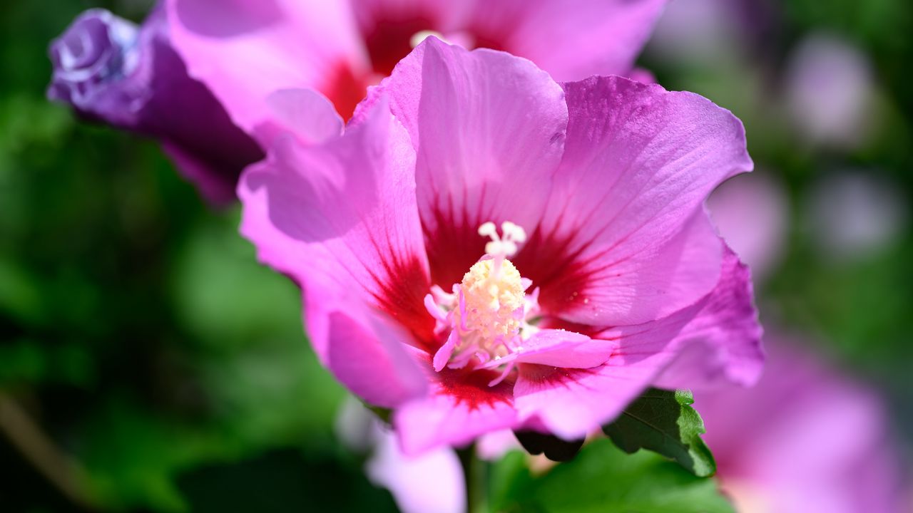 Wallpaper pollen, petals, flower, plant