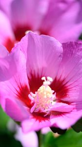 Preview wallpaper pollen, petals, flower, plant