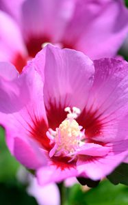 Preview wallpaper pollen, petals, flower, plant