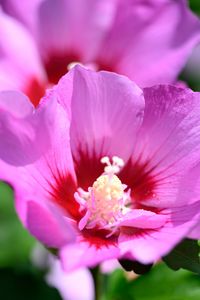 Preview wallpaper pollen, petals, flower, plant