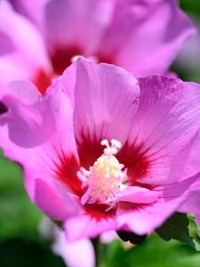 Preview wallpaper pollen, petals, flower, plant