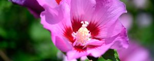 Preview wallpaper pollen, petals, flower, plant