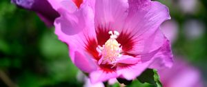 Preview wallpaper pollen, petals, flower, plant