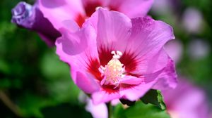 Preview wallpaper pollen, petals, flower, plant