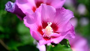 Preview wallpaper pollen, petals, flower, plant