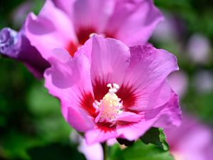 Preview wallpaper pollen, petals, flower, plant