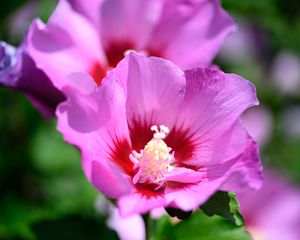 Preview wallpaper pollen, petals, flower, plant