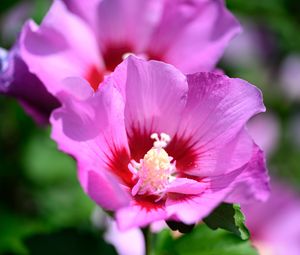 Preview wallpaper pollen, petals, flower, plant