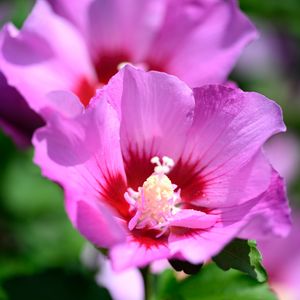 Preview wallpaper pollen, petals, flower, plant