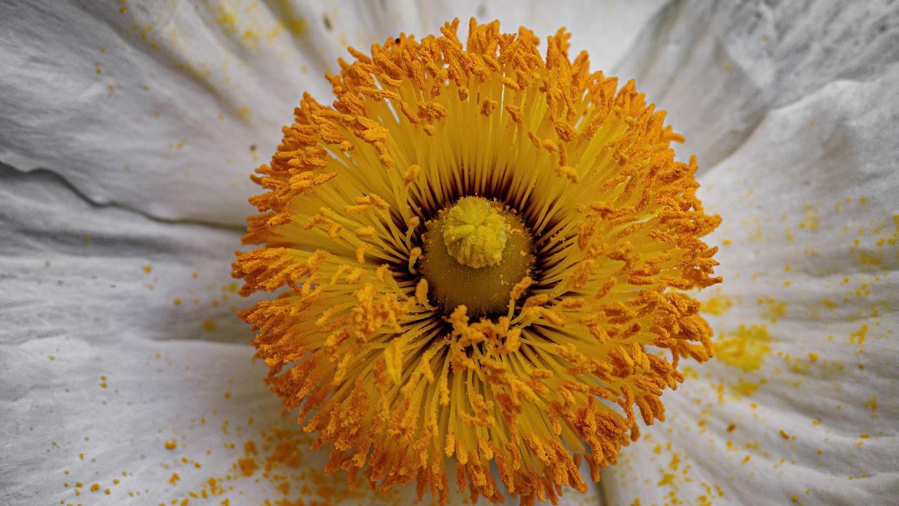Wallpaper pollen, petals, flower, macro, yellow