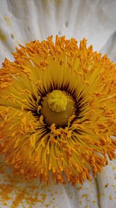 Preview wallpaper pollen, petals, flower, macro, yellow