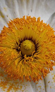 Preview wallpaper pollen, petals, flower, macro, yellow