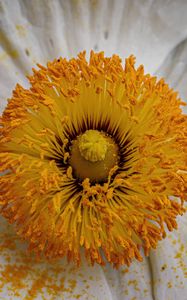 Preview wallpaper pollen, petals, flower, macro, yellow