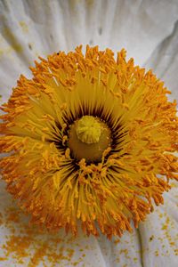 Preview wallpaper pollen, petals, flower, macro, yellow