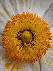 Preview wallpaper pollen, petals, flower, macro, yellow