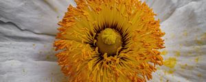 Preview wallpaper pollen, petals, flower, macro, yellow