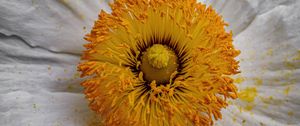 Preview wallpaper pollen, petals, flower, macro, yellow