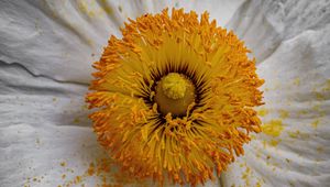 Preview wallpaper pollen, petals, flower, macro, yellow