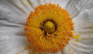 Preview wallpaper pollen, petals, flower, macro, yellow