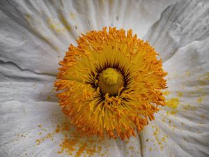 Preview wallpaper pollen, petals, flower, macro, yellow