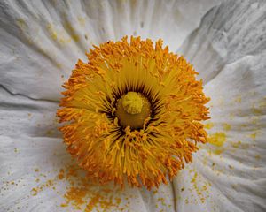 Preview wallpaper pollen, petals, flower, macro, yellow