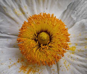 Preview wallpaper pollen, petals, flower, macro, yellow