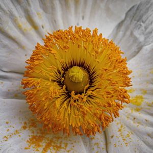 Preview wallpaper pollen, petals, flower, macro, yellow