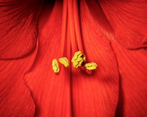 Preview wallpaper pollen, petals, flower, macro, red