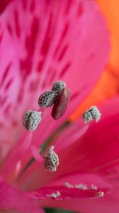 Preview wallpaper pollen, petals, flower, macro, pink