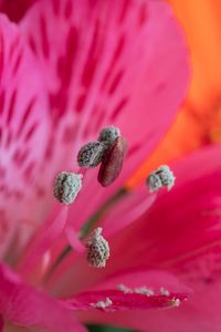 Preview wallpaper pollen, petals, flower, macro, pink