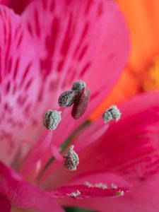 Preview wallpaper pollen, petals, flower, macro, pink