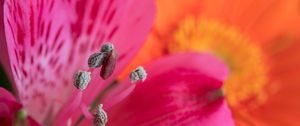 Preview wallpaper pollen, petals, flower, macro, pink