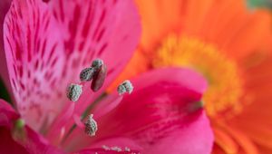 Preview wallpaper pollen, petals, flower, macro, pink