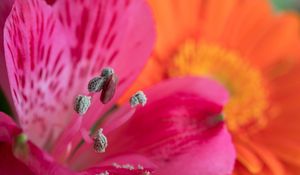 Preview wallpaper pollen, petals, flower, macro, pink