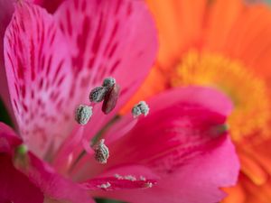 Preview wallpaper pollen, petals, flower, macro, pink