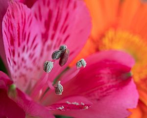 Preview wallpaper pollen, petals, flower, macro, pink