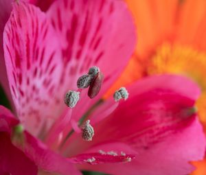 Preview wallpaper pollen, petals, flower, macro, pink