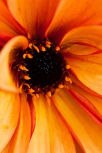 Preview wallpaper pollen, petals, flower, macro, orange