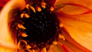 Preview wallpaper pollen, petals, flower, macro, orange