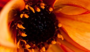 Preview wallpaper pollen, petals, flower, macro, orange