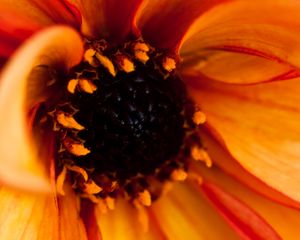 Preview wallpaper pollen, petals, flower, macro, orange