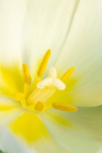 Preview wallpaper pollen, petals, tulip, flower, macro