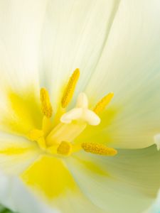 Preview wallpaper pollen, petals, tulip, flower, macro