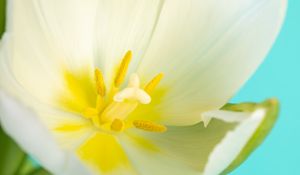 Preview wallpaper pollen, petals, tulip, flower, macro