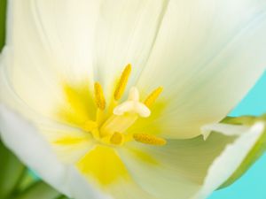 Preview wallpaper pollen, petals, tulip, flower, macro