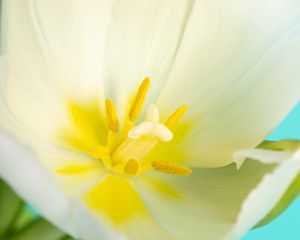 Preview wallpaper pollen, petals, tulip, flower, macro